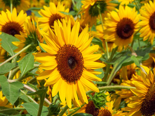 夏の季節の暑さを感じさせる美しく咲いている満開のひまわり