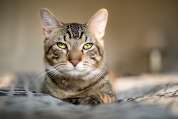 Close-Up of Tabby Cat Lying Indoors
