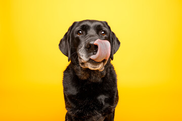 Black Dog Licking Nose on Yellow Background