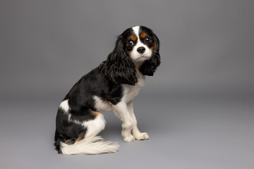 Cavalier King Charles Spaniel Posing on Gray Background