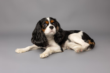 Cavalier King Charles Spaniel Lying on Gray Background
