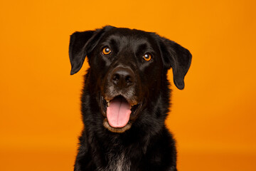 Black Dog Close-Up on Orange Background