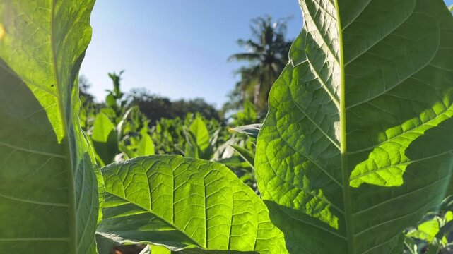 Tobacco plantation field with trees under blue sky and sunlight in rural landscape.