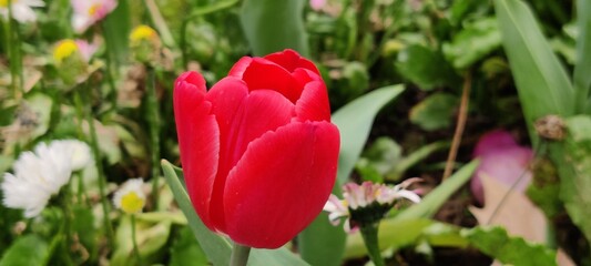 red tulips in the garden