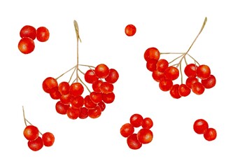 Bright watercolor rowan berries and individual berries a white background. Hand drawn set autumn elements for your design. 