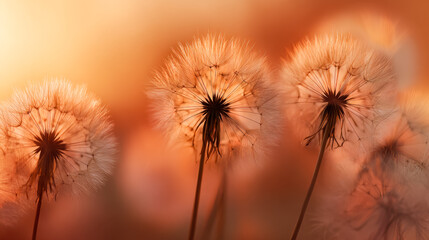 Close-up of dandelion seed heads with soft warm background