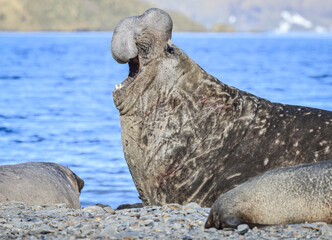 Naklejka premium Southern Elephant Seal (Mirounga leonina), South Georgia, South Atlantic