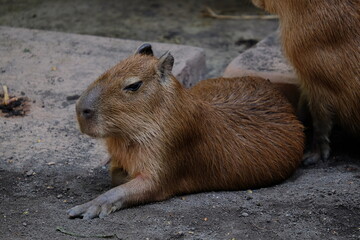 prairie dog eating