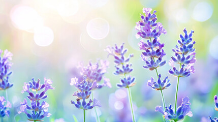 Obraz premium Sunlit lavender blooms in soft-focus field