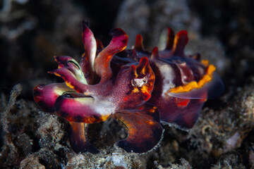Obraz premium A young flamboyant cuttlefish, Ascarosepion pfefferi, crawls across the seafloor in Lembeh Strait, Indonesia. These rare and colorful cephalopods are thought to be venomous.