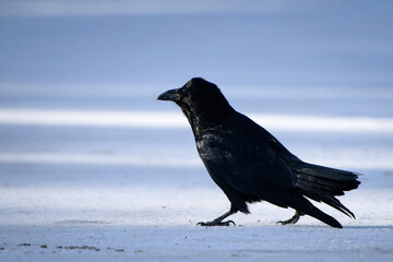 Majestic Raven Strolling on Snow