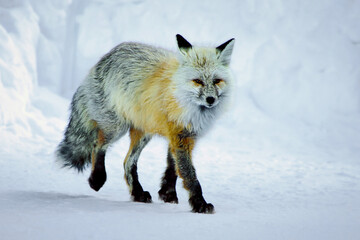Red Fox in a Winter Landscape