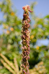 Close up of corn tassel blooming with pollen