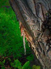 "Tree Sap Close-up Natural Resin Formation."