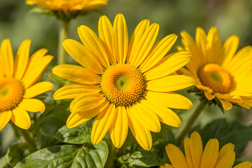 yellow sunflower field