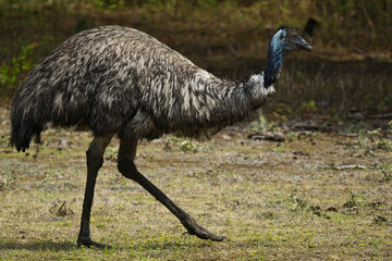 Wild Emu in Natural Habitat