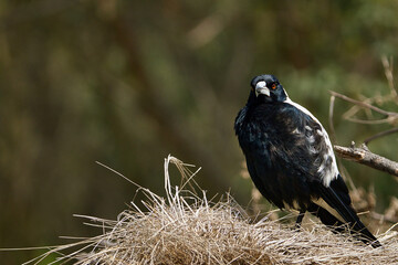 Australian Magpie in Natural Habitat