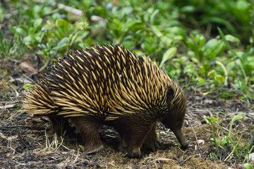 Wild Echidna in Natural Habitat
