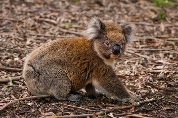 Curious Koala in Natural Habitat