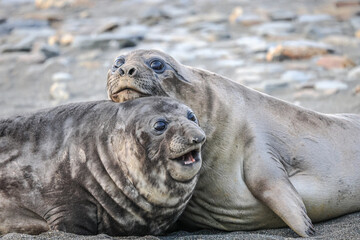Pair of Southern Elephant Seals playing (Mirounga leonina), South Georgia, South Atlantic