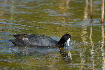 Australian Coot Glide