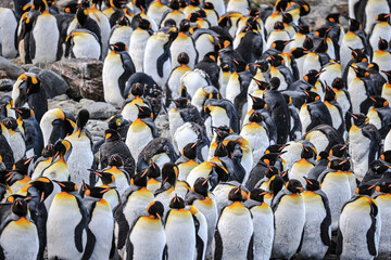 King Penguins at sunrise (Aptenodytes patagonicus), St Andrew's Bay, South Georgia © Kathy Huddle 