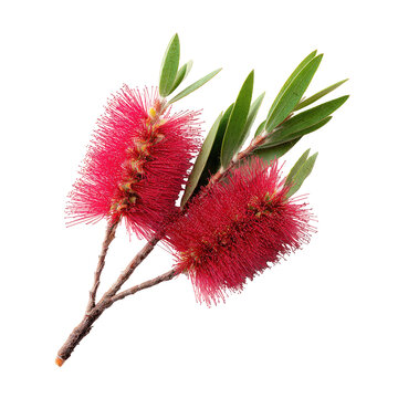 Close-up of three vibrant red bottlebrush flowers on a branch