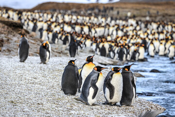Obraz premium King Penguins at sunrise (Aptenodytes patagonicus), St Andrew's Bay, South Georgia