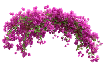 A vibrant, cascading arch of magenta bougainvillea flowers
