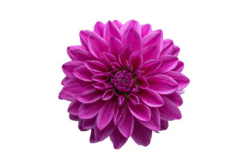 Close-up of a vibrant magenta dahlia, centered on a black background.  Petals tightly arranged in a circular pattern, showcasing a rich, deep magenta hue.  A dark central disc