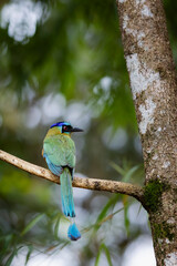Blue-crowned motmot - Udu de Coroa Azul - Momotus momota