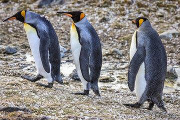 King Penguins (Aptenodytes patagonicus), St Andrew's Bay, South Georgia