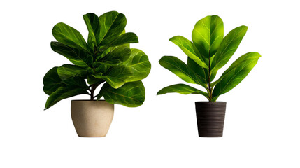 Fototapeta premium PNG of Two vibrant indoor plants in stylish pots, adding a touch of greenery to any space.