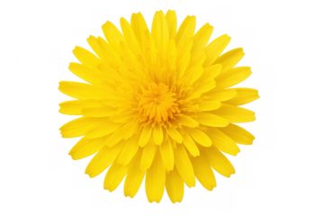 Yellow dandelion flower blooming, showcasing delicate petal structure and fuzzy center against transparent isolated background