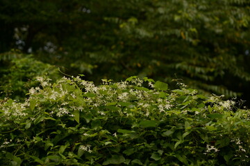 Colony of Clematis paniculata (Ranunculaceae) with traditional herbal benefits. Chameuaari photographed in Korea.