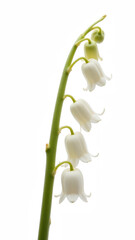 Delicate white flowers bloom on slender green stem, showcasing graceful and elegant appearance. soft petals create serene and calming atmosphere