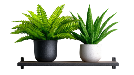 PNG of Two vibrant green potted plants on a black shelf, bringing a touch of nature indoors.