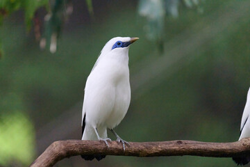 Bali Myna (Leucopsar rothschildi) perched on wooden rail with blurred green background in Hong Kong.