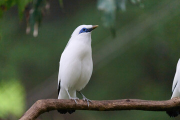 Bali Myna (Leucopsar rothschildi) perched on wooden rail with blurred green background in Hong Kong.
