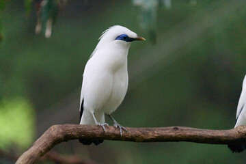 Bali Myna (Leucopsar rothschildi) perched on wooden rail with blurred green background in Hong Kong.