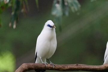 Bali Myna (Leucopsar rothschildi) perched on wooden rail with blurred green background in Hong Kong.