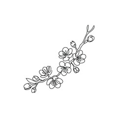 Elegant Blooming Cherry Blossom Branch A Serene Reminder of Spring's Gentle Beauty and Floral Minimalism