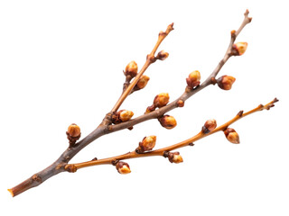 Dry twig with buds isolated -  on a white background