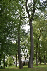 Trees Next To The Riverwalk In East Hartford, Connecticut