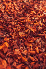 Autumn colored trees and countryside landscape scenery. Shallow depth of field.