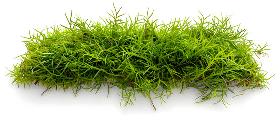 grass isolated on white background