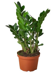 Realistic PNG of a ZZ plant with glossy leaves, perfect for modern interior decoration.