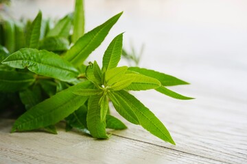 Close-up of verbena plant leaves on white background.