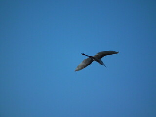 A white heron is flying in the sky