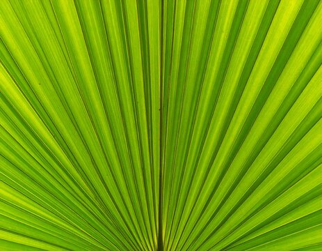 Close-up of a vibrant green palm leaf